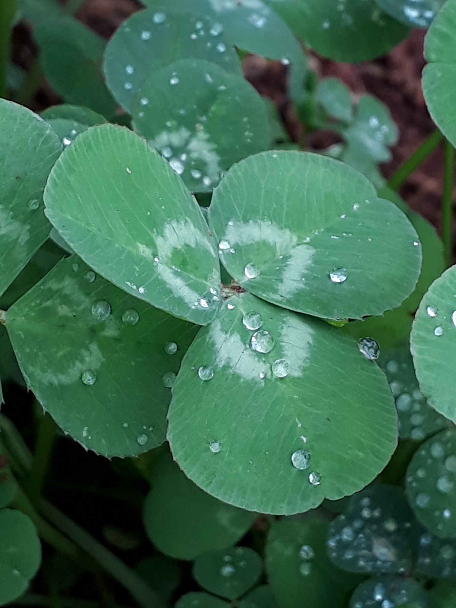 Trifolium repens