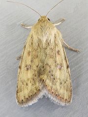 Heliocheilus paradoxus