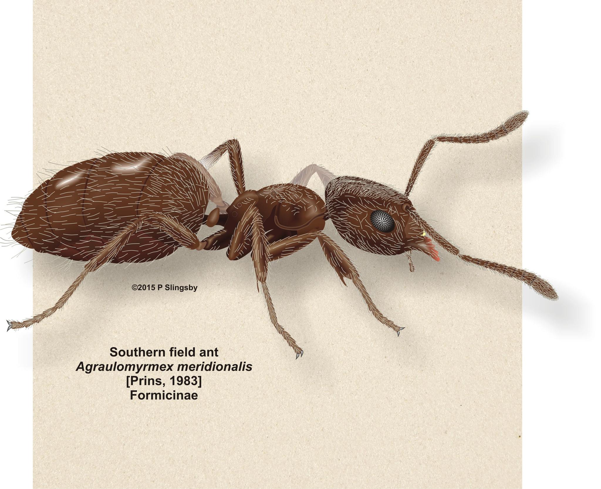 Agraulomyrmex meridionalis