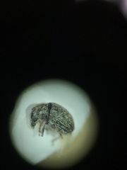 Trigonorhinus