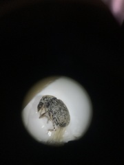 Trigonorhinus