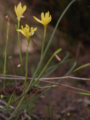 Moraea demissa