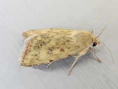 Heliocheilus paradoxus