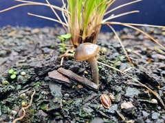 Psilocybe angulospora