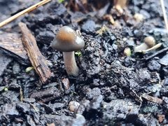 Psilocybe angulospora