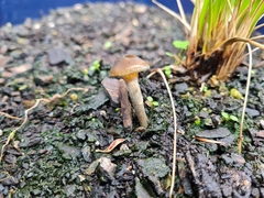Psilocybe angulospora