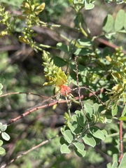 Indigofera fruticosa
