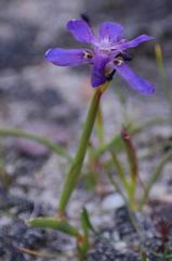 Moraea lugubris