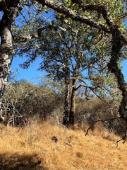 Quercus × eplingii