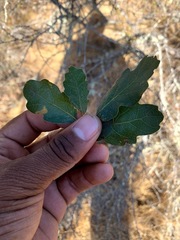 Quercus × eplingii