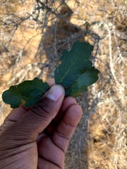 Quercus × eplingii