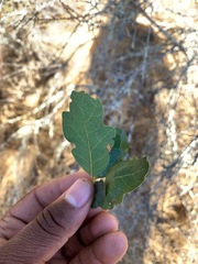 Quercus × eplingii