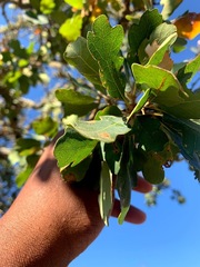 Quercus × eplingii