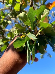 Quercus × eplingii