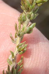 Aspalathus opaca rostriloba