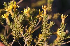 Oedera sedifolia