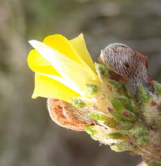 Aspalathus opaca rostriloba