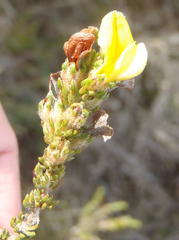 Aspalathus opaca rostriloba