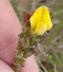 Aspalathus opaca rostriloba