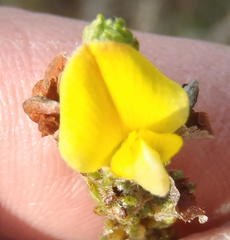 Aspalathus opaca rostriloba