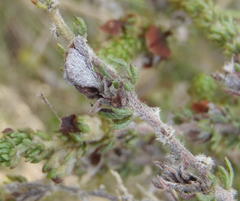 Aspalathus opaca rostriloba