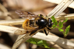 Brachypalpus chrysites