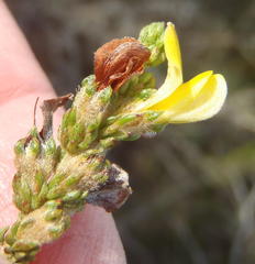 Aspalathus opaca rostriloba