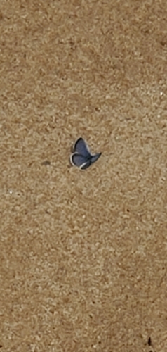 photo of Blues (Polyommatinae)