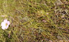 Oxalis heterophylla