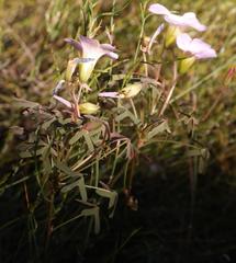 Oxalis heterophylla