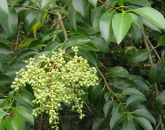 Ligustrum lucidum image