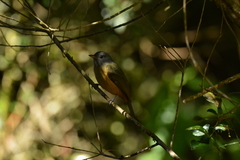 Mionectes rufiventris