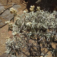 Buddleja glomerata