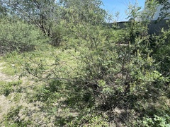 Indigofera fruticosa