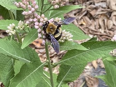 Xylocopa virginica