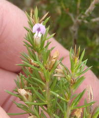 Muraltia ericifolia