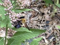 Xylocopa virginica