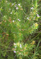 Muraltia ericifolia