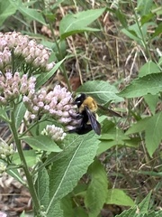 Xylocopa virginica