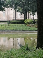 Ardea cinerea