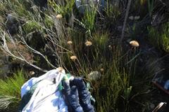 Hermas ciliata