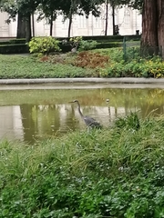 Ardea cinerea