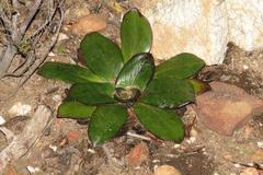Hermas ciliata