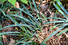 Carex laxiculmis