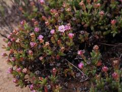 Phiambolia gydouwensis