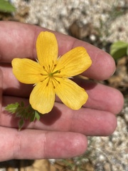Kallstroemia peninsularis