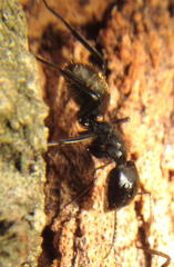Camponotus arminius