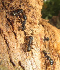 Camponotus arminius