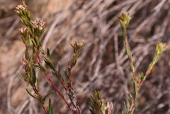 Phylica agathosmoides