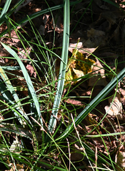 Carex laxiculmis